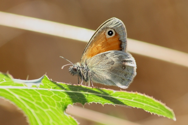 Tutti Polyommatus icarus M e F ???